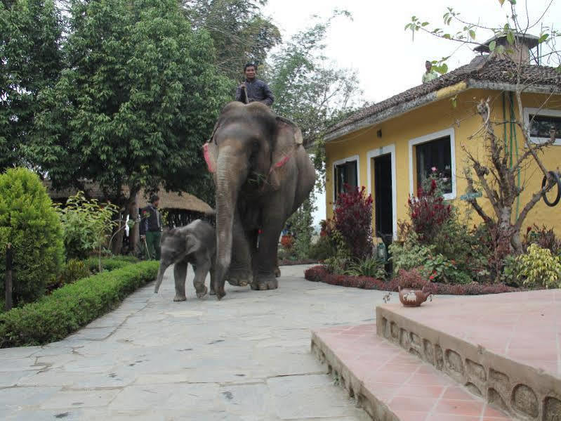 Hotel Sapana Village Lodge Chitwan Extérieur photo